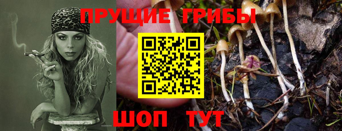 Галлюциногенные грибы мицелий  Галлюциногенные грибы Psilocybe  Вход с VPN  Сунжа 